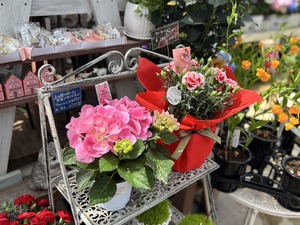 S__40419404_0