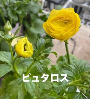 LINE_ALBUM_ラナンキュラス　ラックス_250205_10