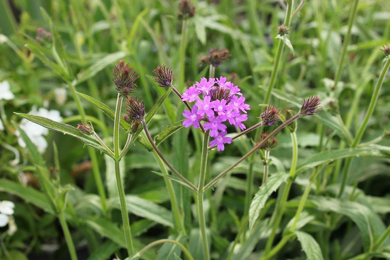 花が満開でございます 大洋グリーンブログ