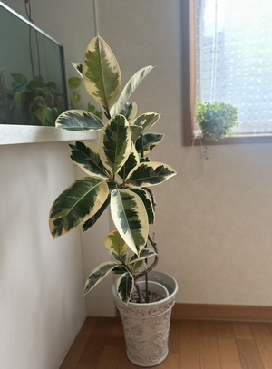 S__94781479_0