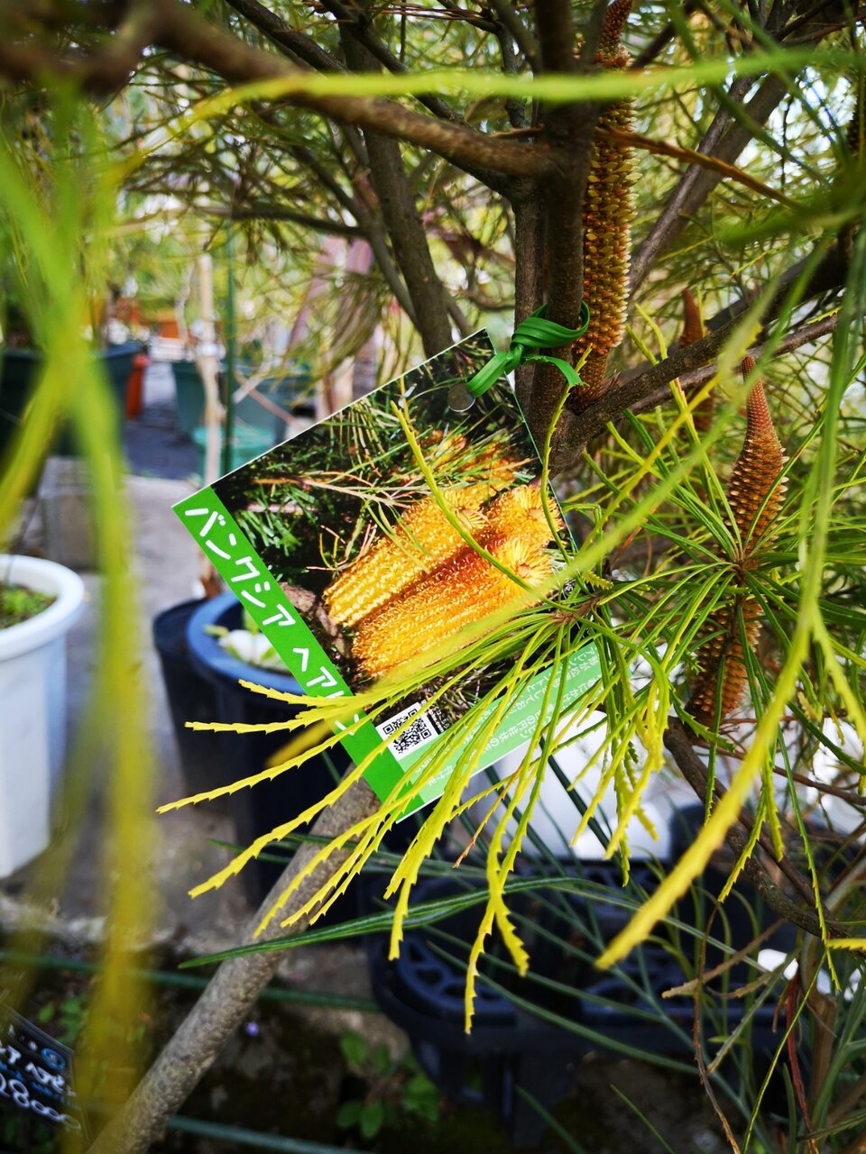 現品】グレビレア ハニーワンダー 超大株 10号 A番