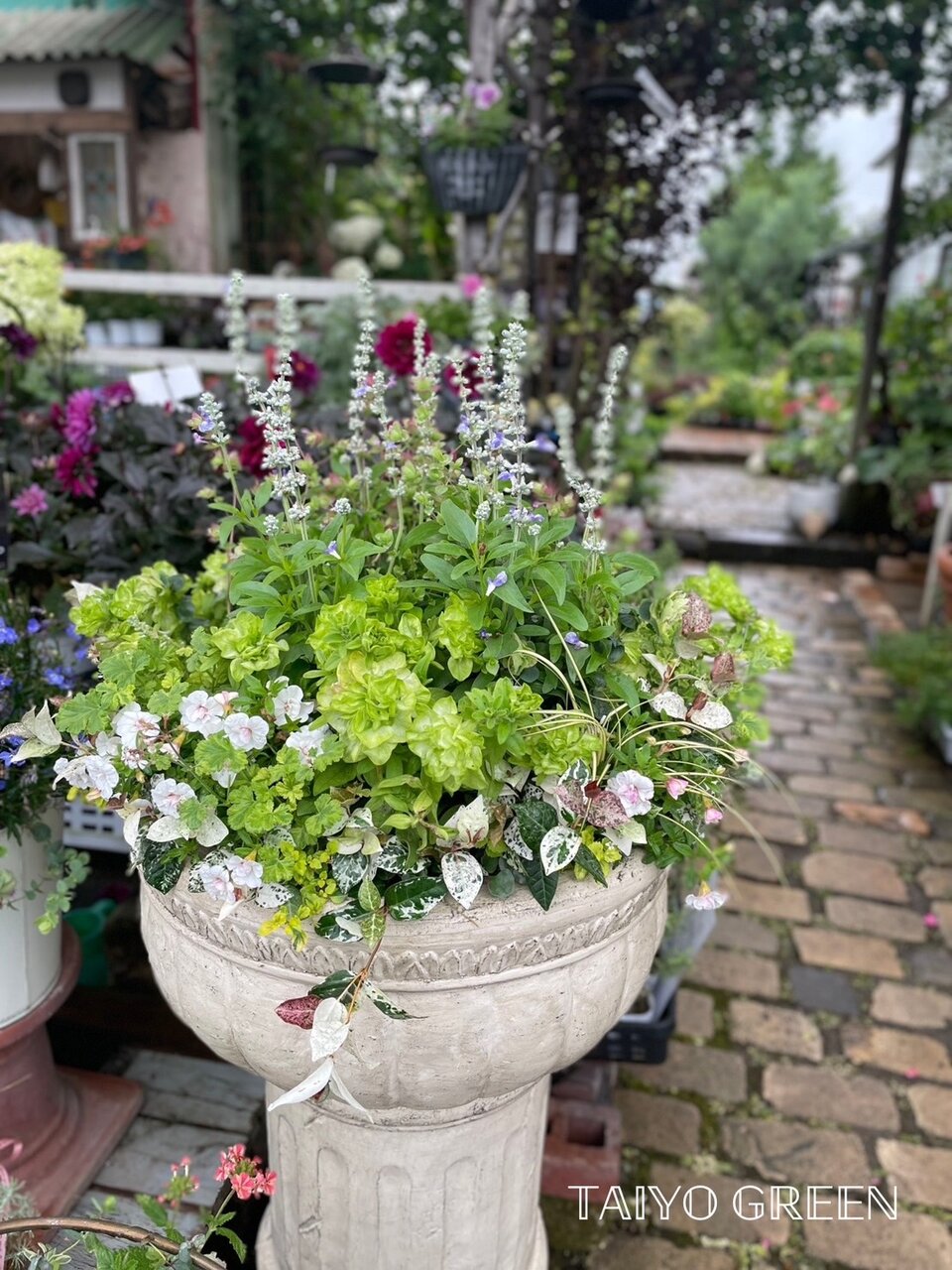 寄せ植え＆入荷情報＆ホヤ開花＆雑貨たち＆開花情報＆＆＆(^O