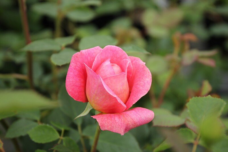 バラが待ってますよ 大洋グリーンブログ