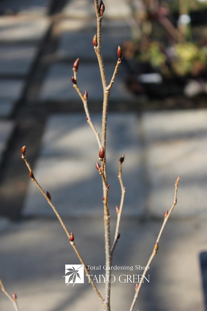 おすすめ ラナンキュラスラックスシリーズ 大洋グリーンブログ