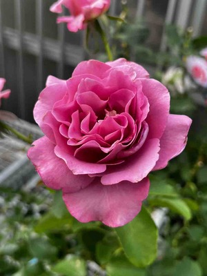 IMG_3970