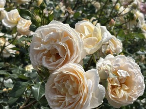 S__40738863_0