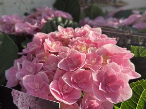 S__40419434_0