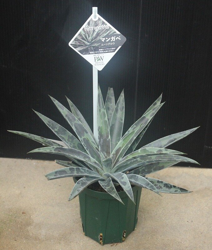 アガベとマンフレダのかけあわせ「マンガベ」ラインナップ : 大洋