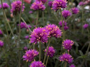 S__40575002_0