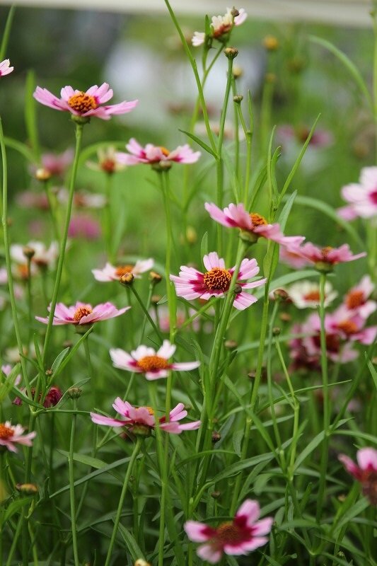 ルドベキア ルビールビー 花色が素敵すぎる 大洋グリーンブログ