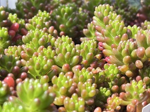 S__40419412_0