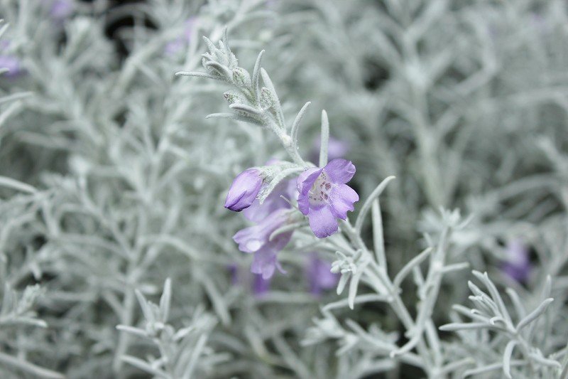 ムクゲのつぼみ 早く咲かないかな 大洋グリーンブログ