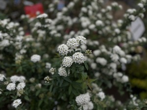 S__39551080_0