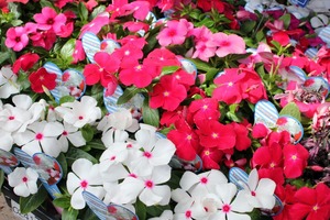 IMG_8137