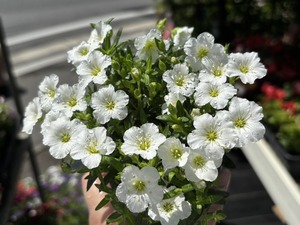 S__40419397_0