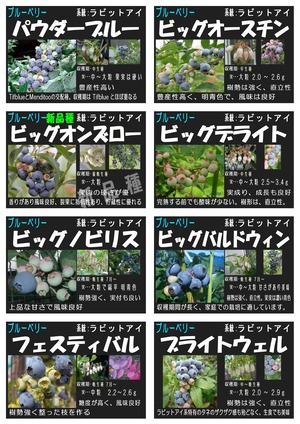 ブルーベリー一覧2025_page-0003