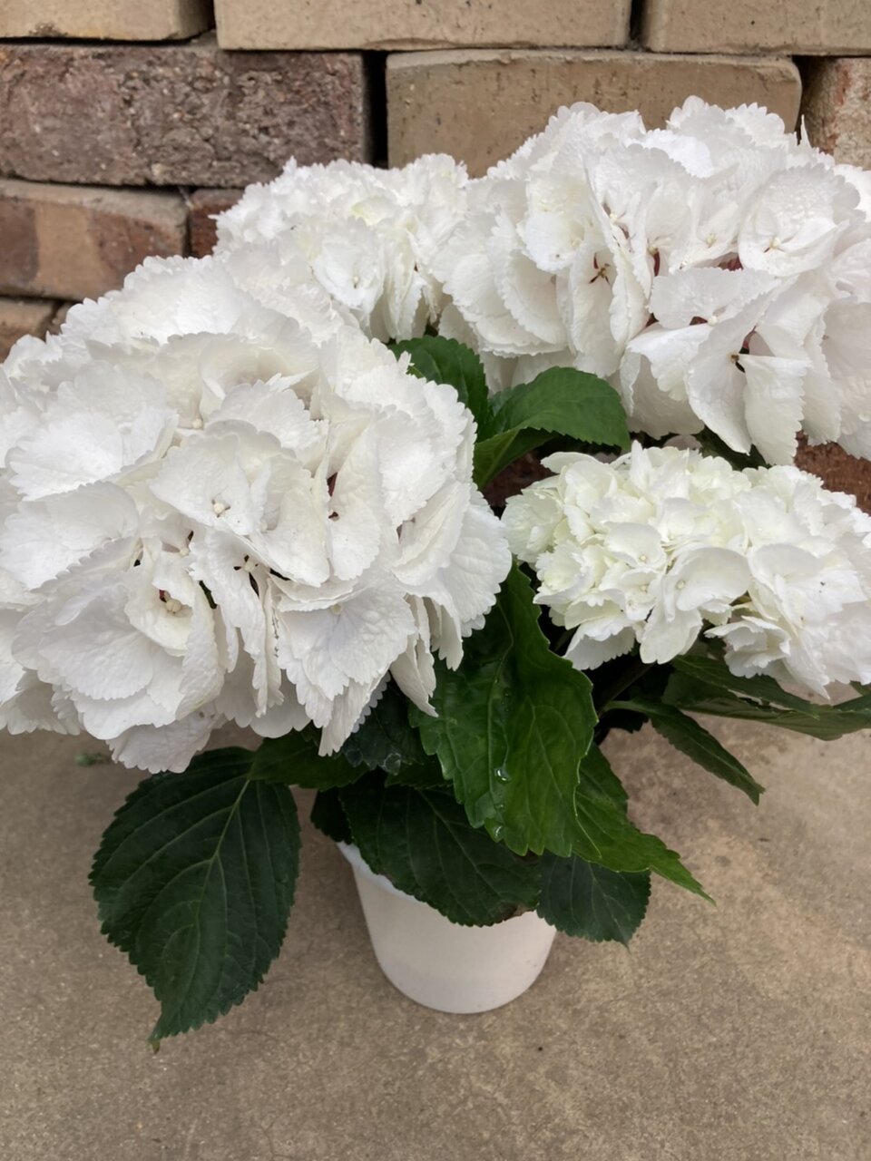 バンクシア スワンプ ウォールム アラビアンジャスミン アジサイ ゼブラetc 大洋グリーンブログ