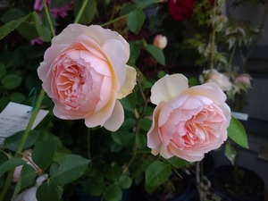 S__39346182_0