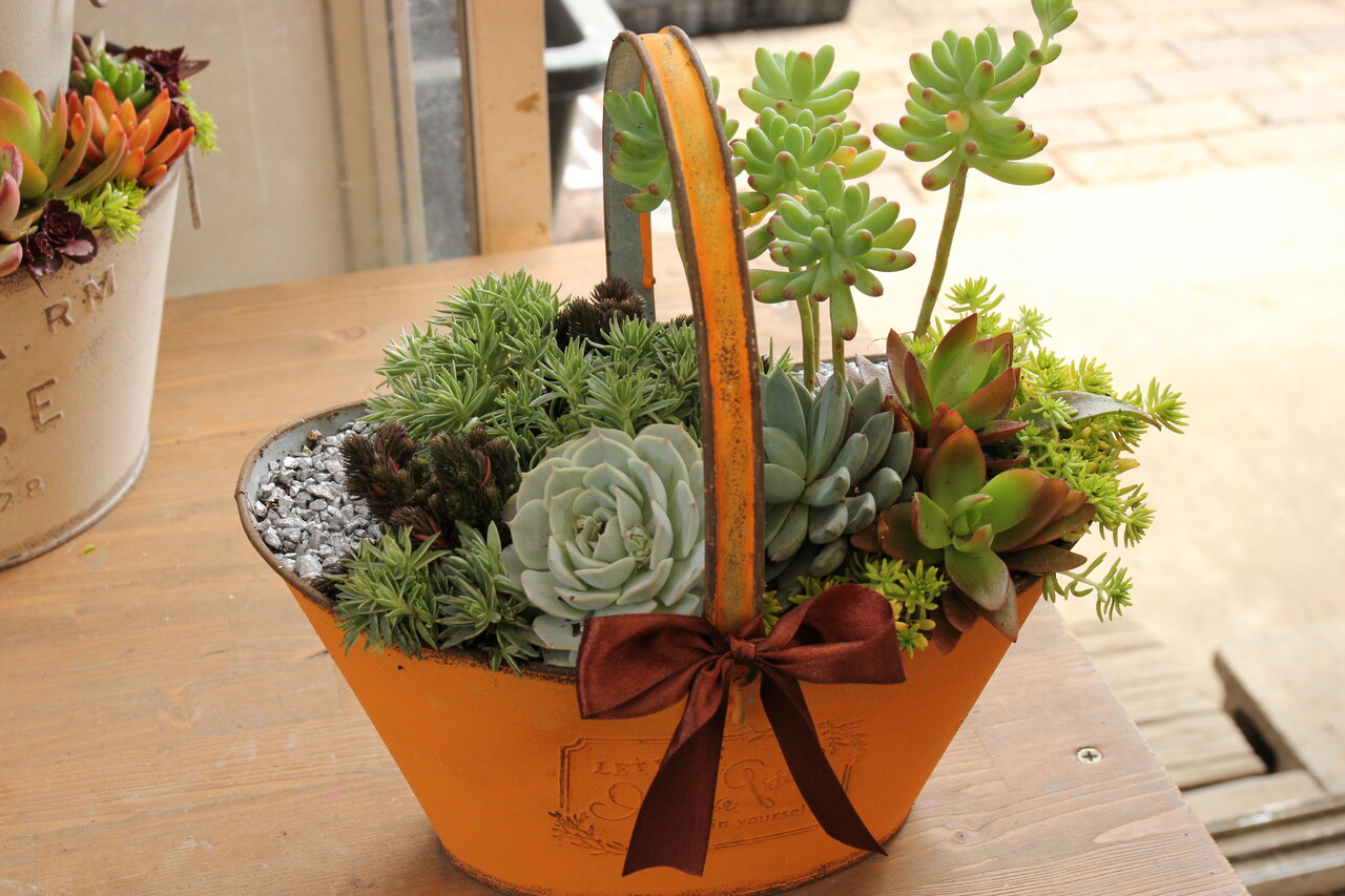 とってもオシャレ 多肉植物の寄せ植え 大洋グリーンブログ とってもオシャレ 多肉植物の寄せ植え 大洋グリーンブログ