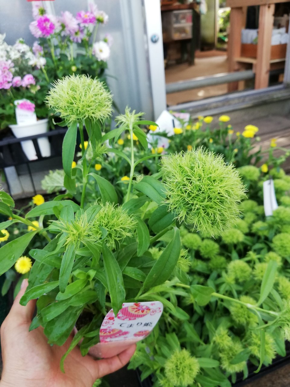 てまり姫 ジャガランダ スモークツリーなど 大洋グリーンブログ