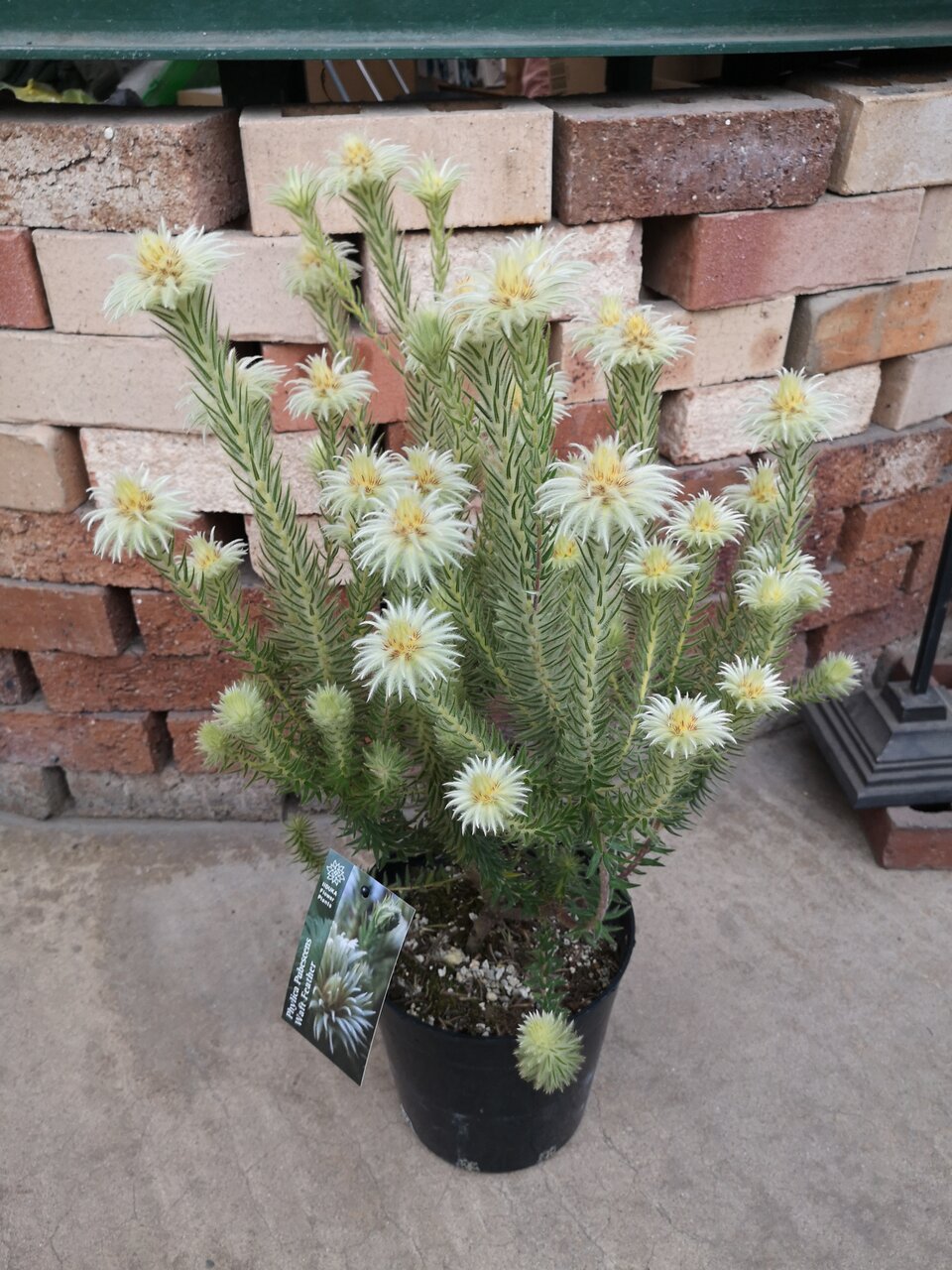 モフモフのレア植物入りました 大洋グリーンブログ