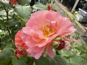S__99131454_0