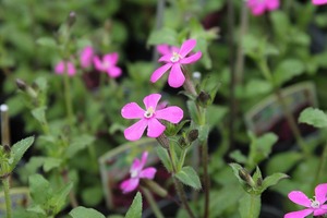 IMG_4578