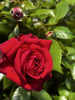 S__64643093_0