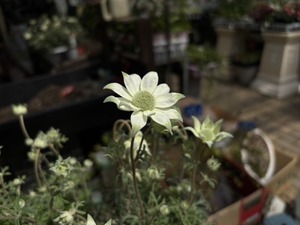 S__41025575_0