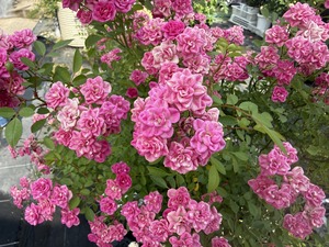 S__99131500_0