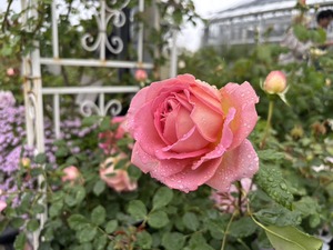 S__40132623_0
