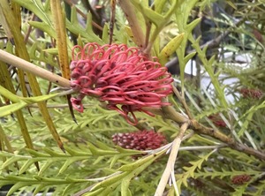 S__98836505_0