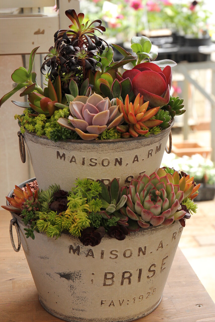 多肉植物寄せ植え2段