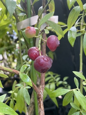 S__47595528_0