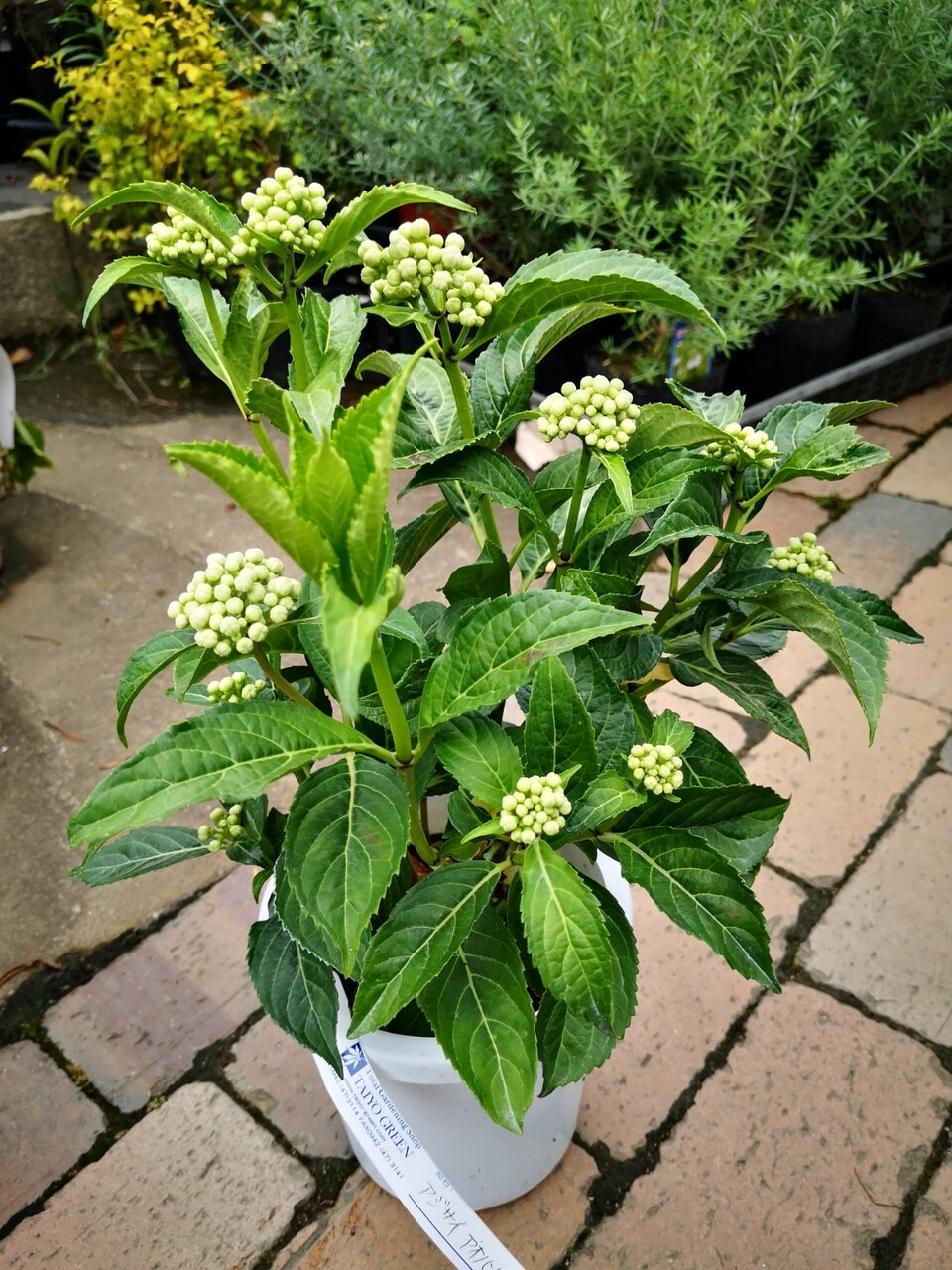 碧の瞳と紅 大洋グリーンブログ