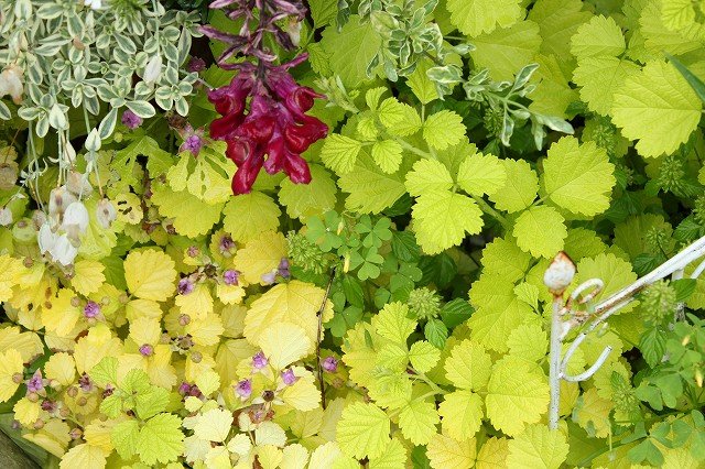 雨上がりの新緑 大洋グリーンブログ 雨上がりの新緑 大洋グリーンブログ