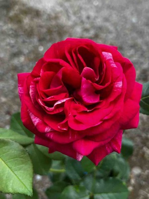 IMG_4074