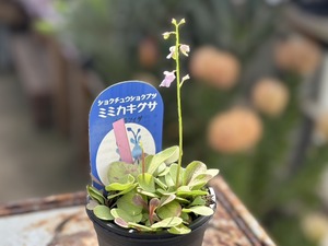 S__40132629_0