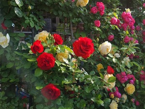 S__39346185_0