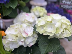 S__40189992_0
