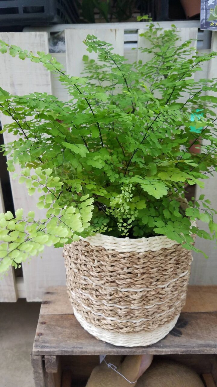 アジアンタム ディフェンバキア フィロデンドロンetc 大洋グリーンブログ