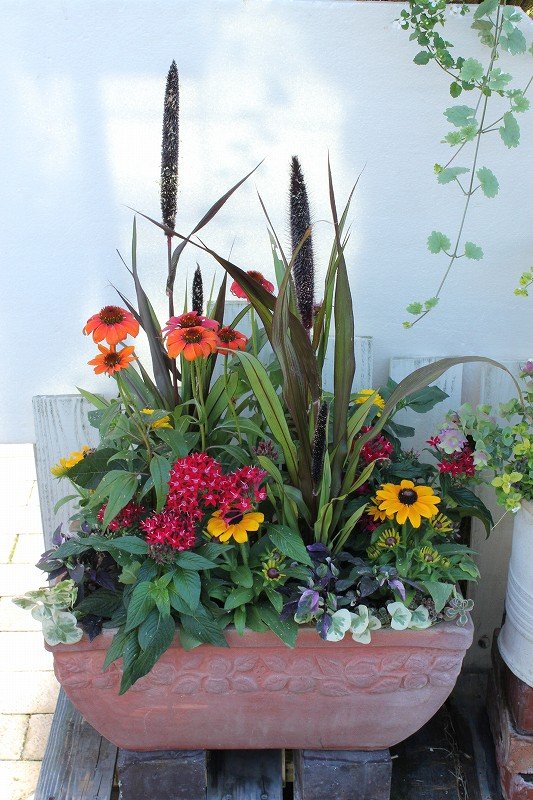 宿根バーベナオフィキナリス ハンプトン 観葉ギフト 大洋グリーンブログ