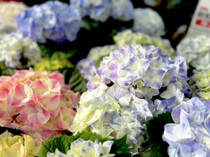 S__39862297_0