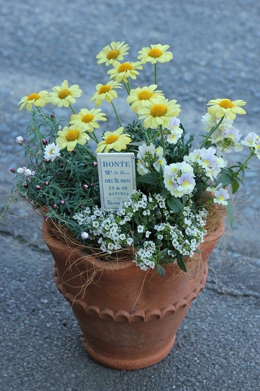 春の寄せ植え 植え替えませんか 大洋グリーンブログ