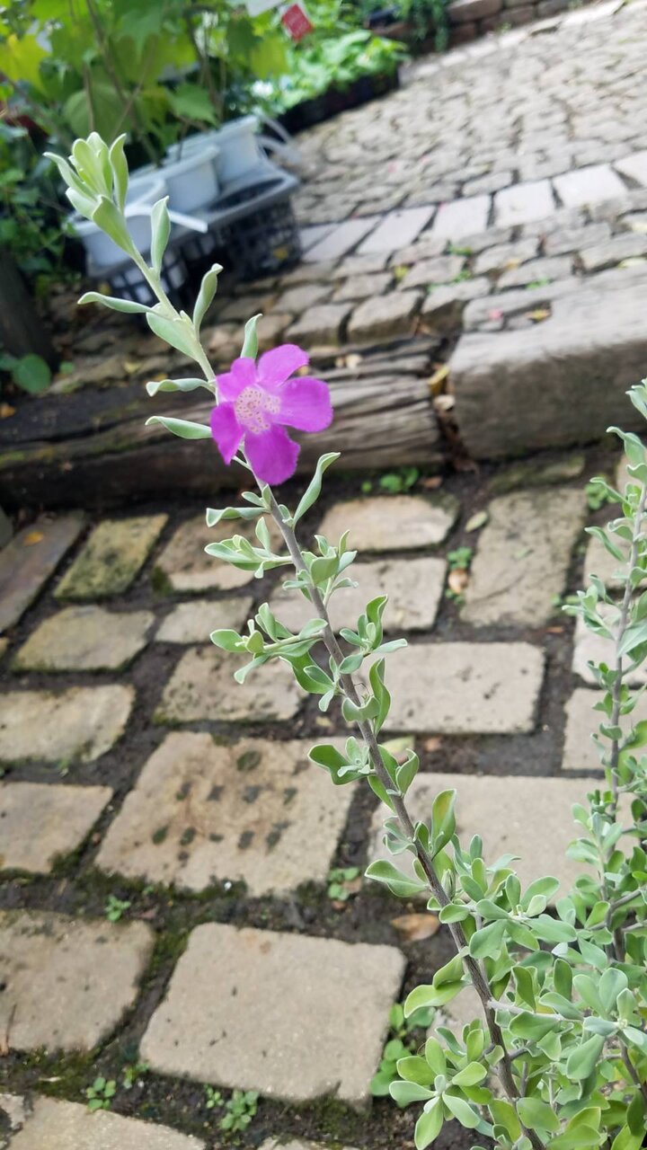 ユーカリハートリーフ シルバープリペット レイコフィルム ドドナエアetc 大洋グリーンブログ