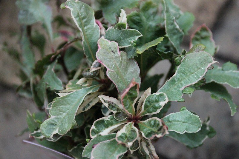 お正月の寄せ植えなどでヤブコウジはいかがでしょう 大洋グリーンブログ お正月の寄せ植えなどでヤブコウジはいかがでしょう 大洋グリーンブログ