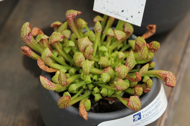 ユニークな食虫植物 大洋グリーンブログ