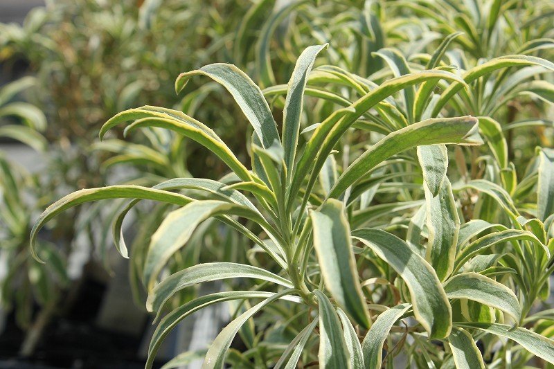 ブリキ鉢の寄せ植え お客様ご注文 大洋グリーンブログ