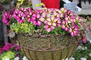IMG_3184