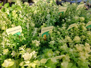 LINE_ALBUM_2025122_250122_8